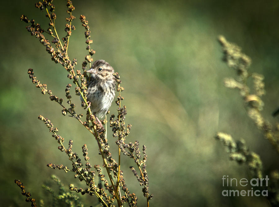 Sparrow in the weeds Photograph by Cheryl Baxter