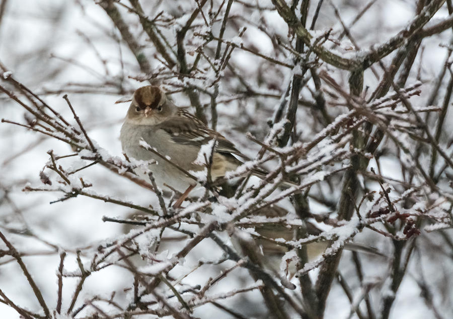 Sparrow in the Winter Photograph by Holden The Moment