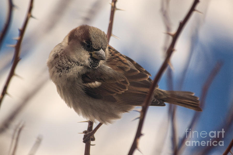 Sparrow In Winter Rosebush by Janice Rae Pariza