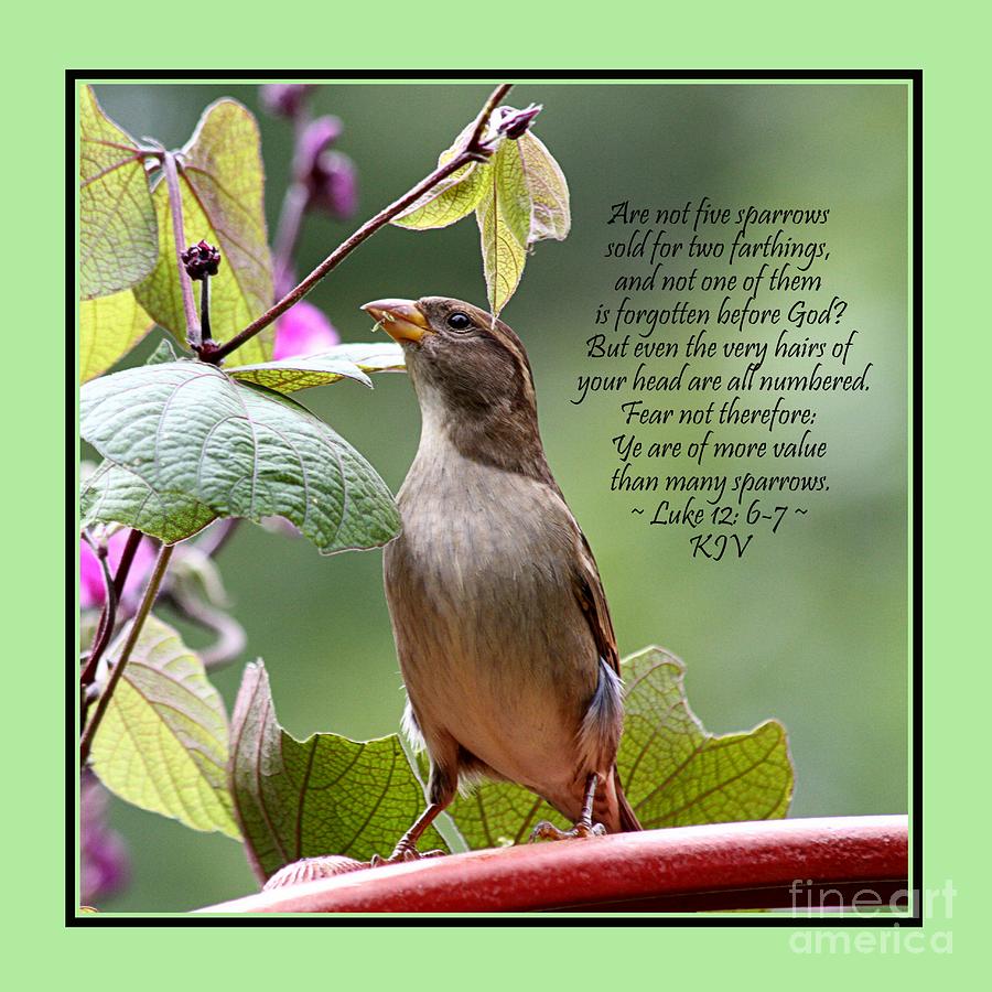 Sparrow Photograph - Sparrow Inspiration from the Book of Luke by Catherine Sherman