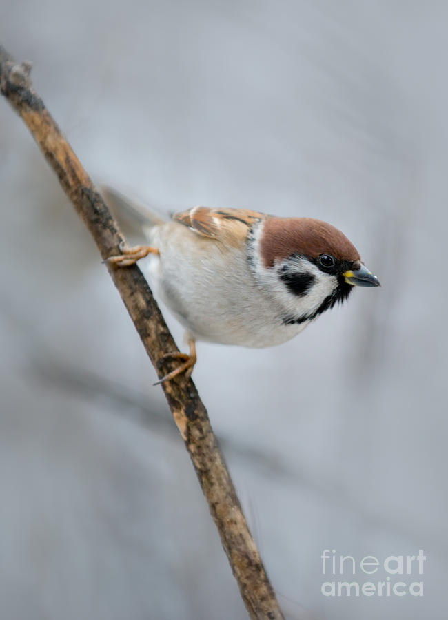 Sparrow Photograph by Jaroslaw Blaminsky