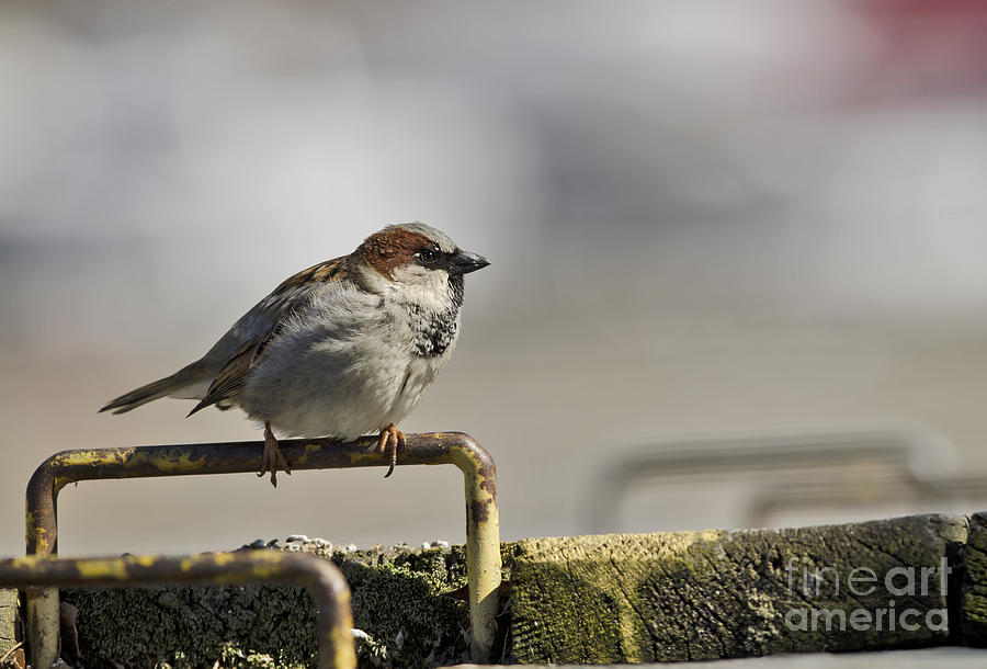 Sparrow Photograph by JT Lewis