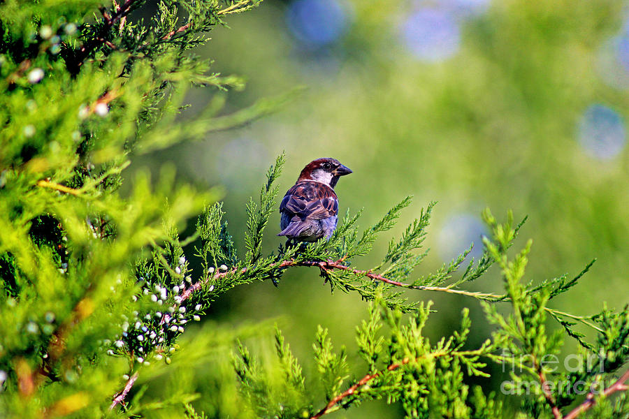 Sparrow Photograph by Karen Adams