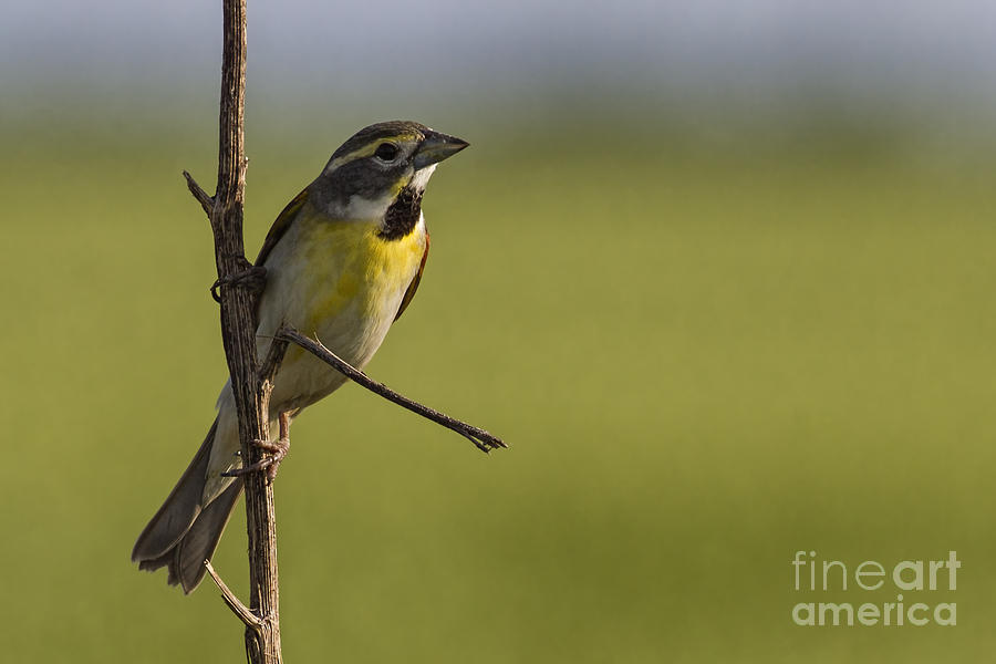 Sparrow Meets Meadowlark Photograph by Gary Holmes