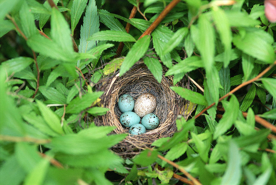 Sparrow Photograph - Sparrow Nest With A Cowbird Egg by Paul J. Fusco