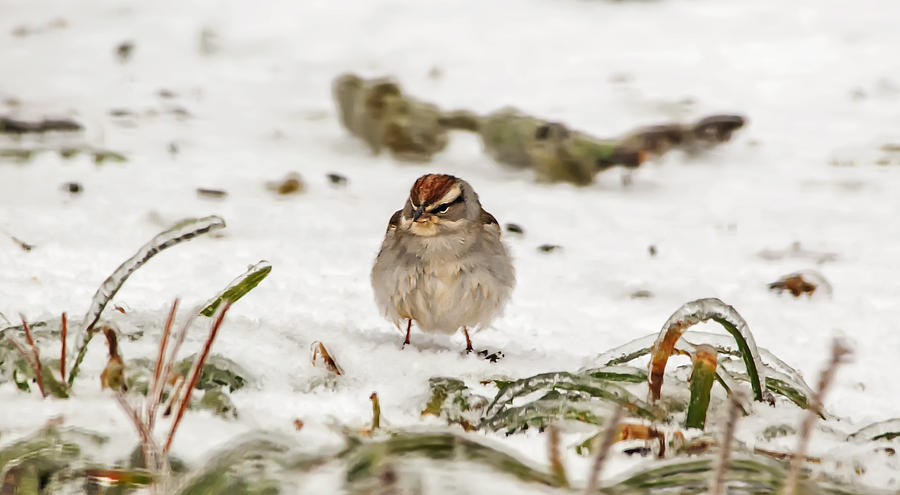 Sparrow on a Cold Winter Day Photograph by Michael Whitaker