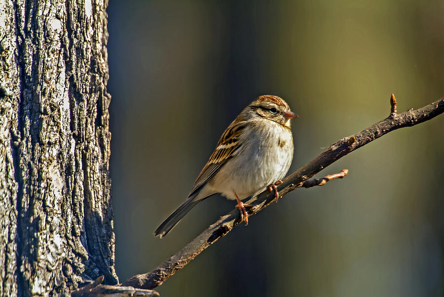 Sparrow on a Early Spring Morning Photograph by Michael Whitaker