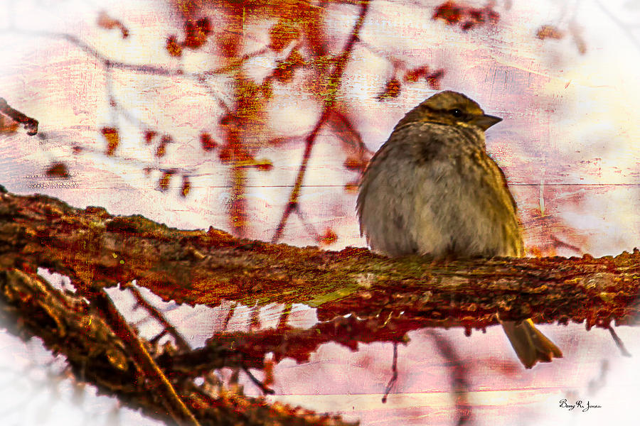 Sparrow on a Limb Photograph by Barry Jones