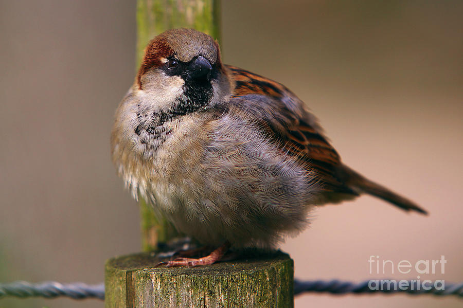 Sparrow On A Pole Photograph by Nick  Biemans