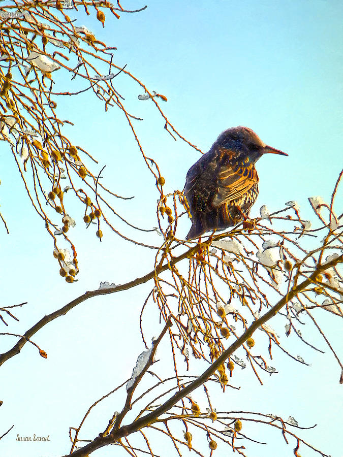 Sparrow Photograph - Sparrow on a Winter Branch by Susan Savad