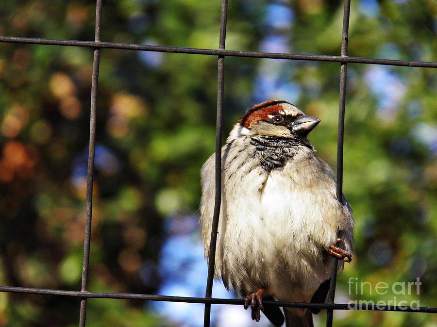 Sparrow Photograph - Sparrow on a Wire Fence by Sarah Loft