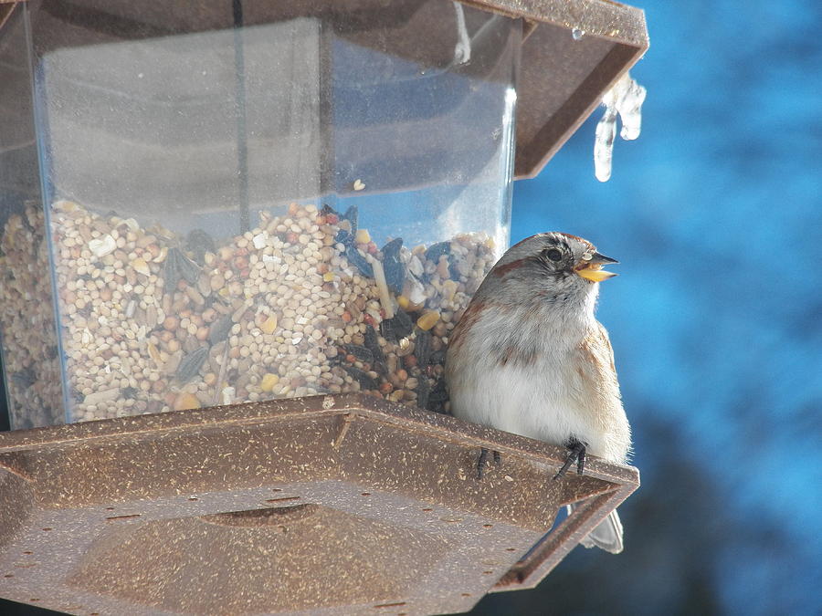 Sparrow on Bird Feeder Photograph by Corinne Elizabeth Cowherd
