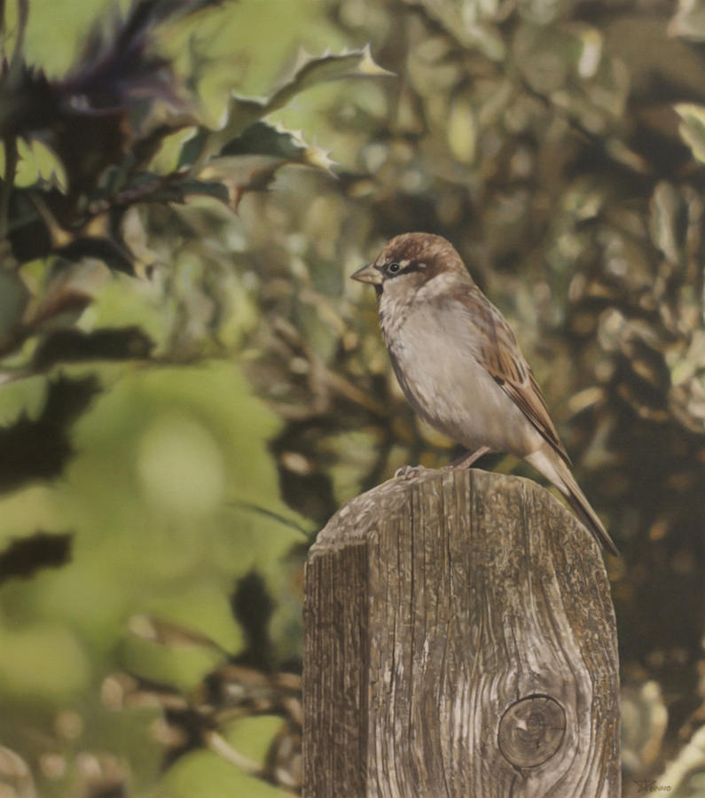 Sparrow Painting - Sparrow On Fence by Alberto Ponno Sparrow Painting - Sparrow On Fence by Alberto Ponno