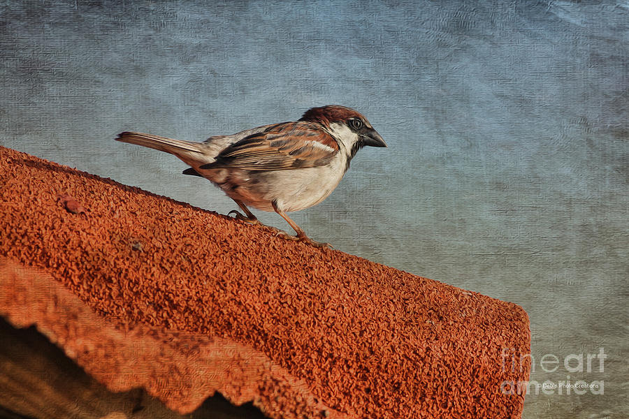 Sparrow On The Roof Photograph by Deborah Benoit