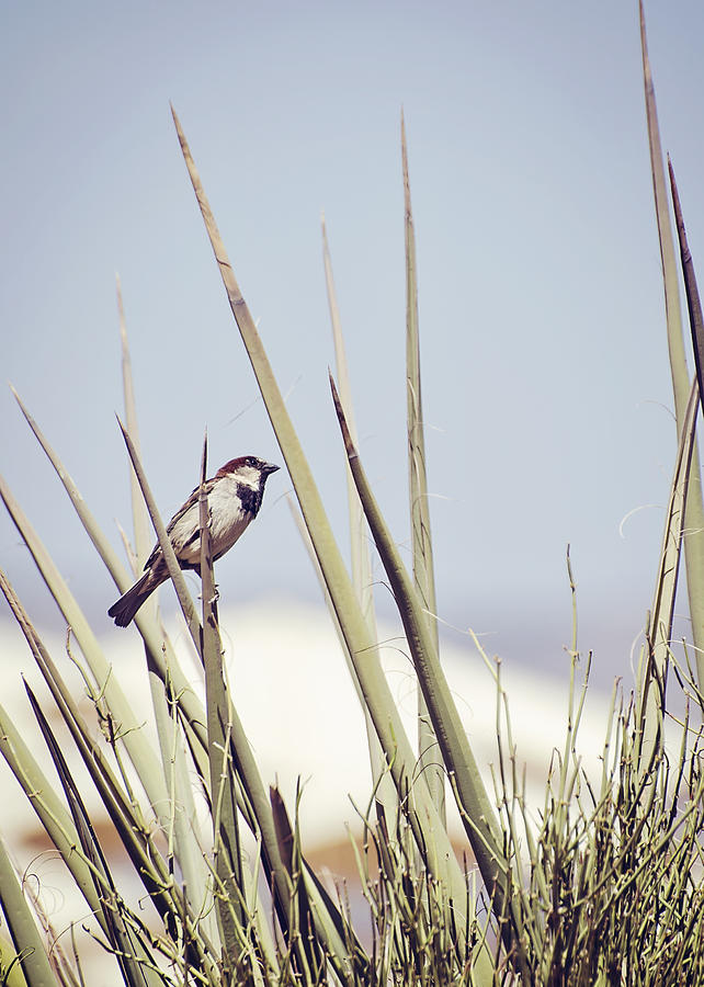 Sparrow on the Yucca Photograph by Heather Applegate
