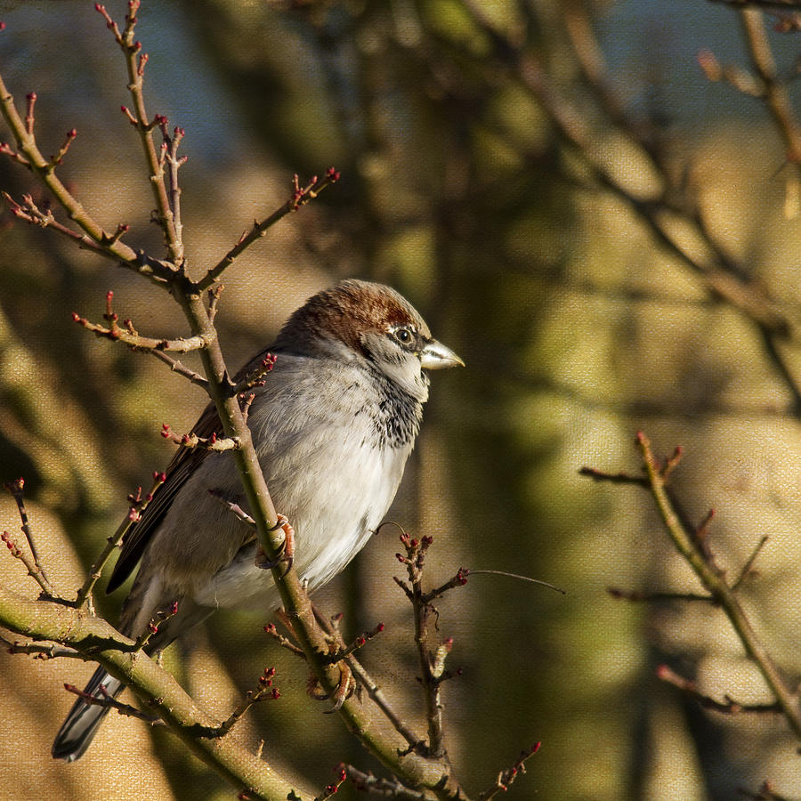 Sparrow Photograph by Rebecca Cozart