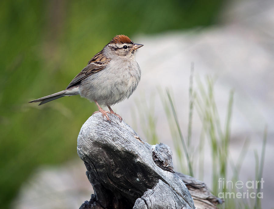 Sparrow Photograph by Shannon Carson