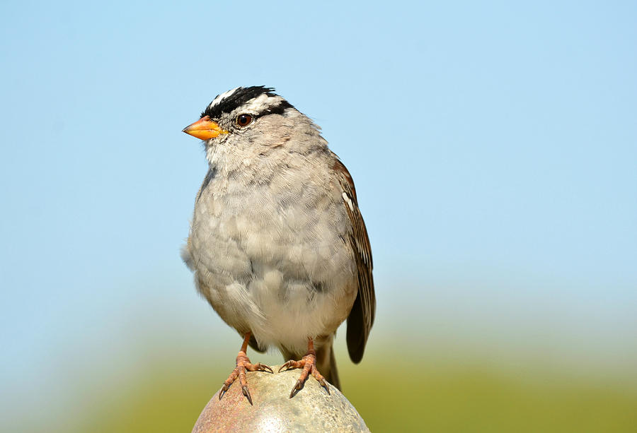 Sparrow Song 10 Photograph by Fraida Gutovich