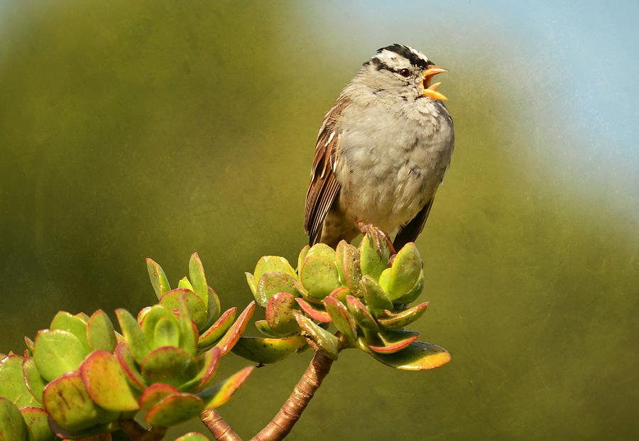 Sparrow Song 11 Photograph by Fraida Gutovich