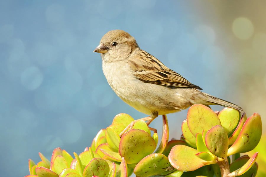 Sparrow Song 12 Photograph by Fraida Gutovich