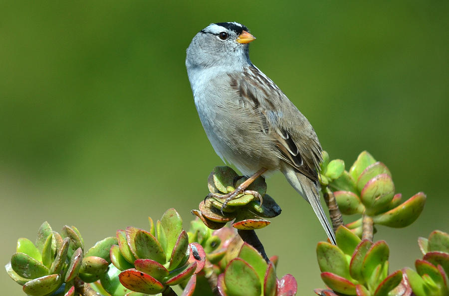 Sparrow Song 14 Photograph by Fraida Gutovich