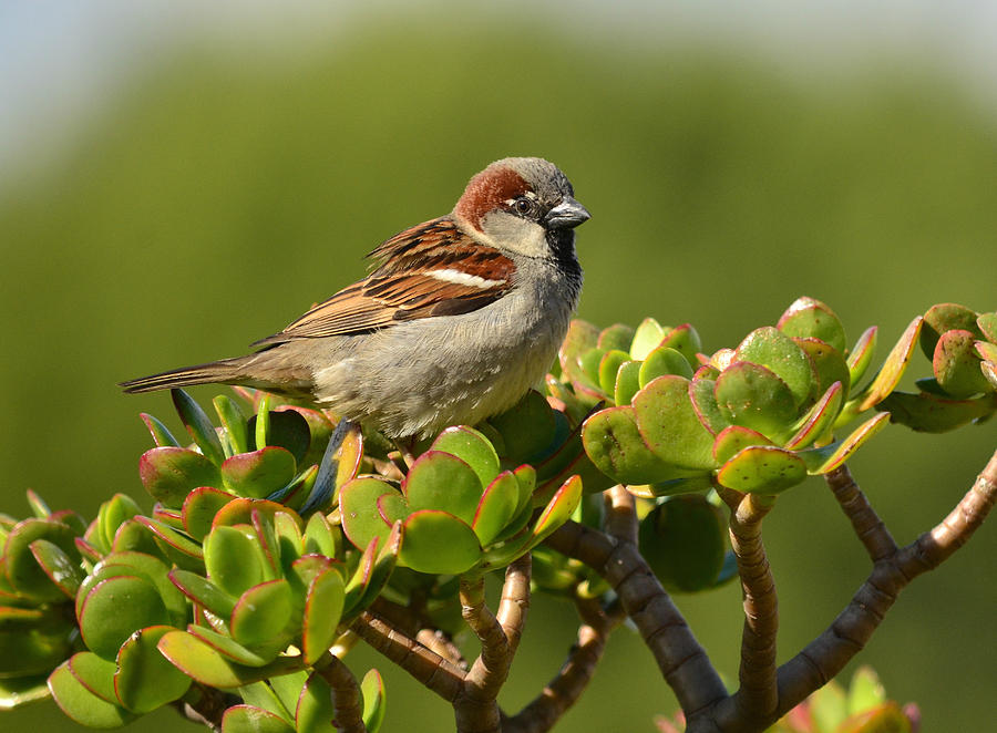 Sparrow Song 2 Photograph by Fraida Gutovich