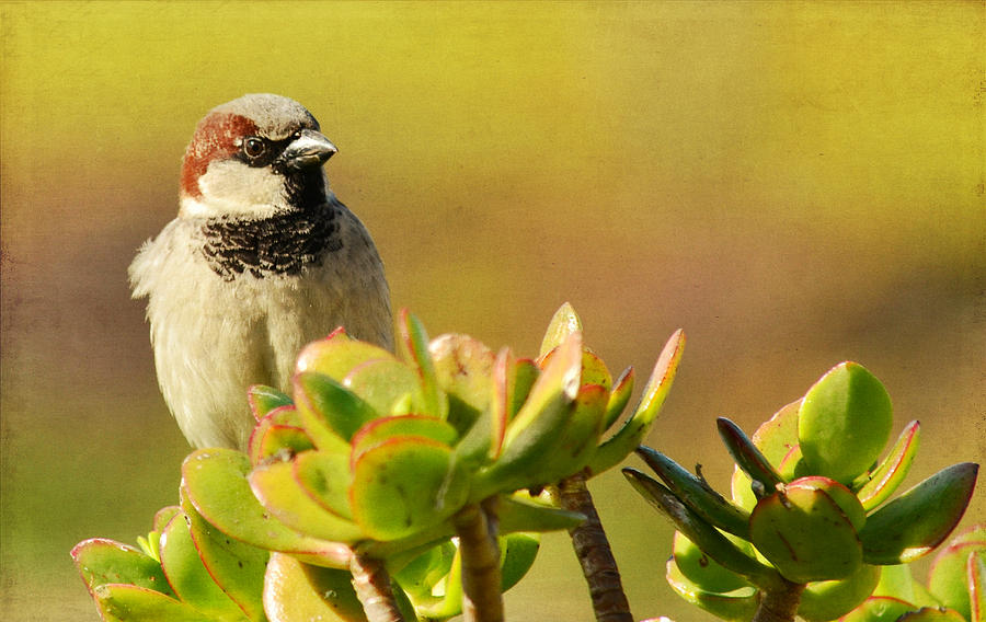 Sparrow Song 3 Photograph by Fraida Gutovich