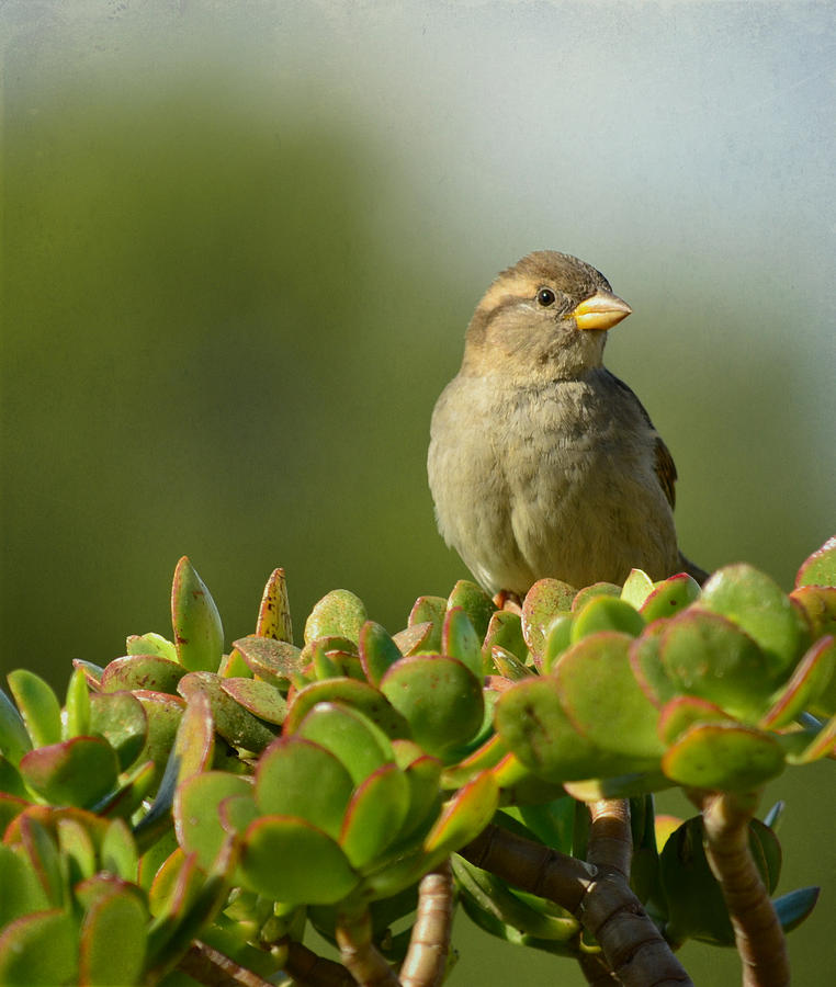 Sparrow Song 4 Photograph by Fraida Gutovich
