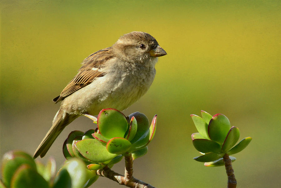 Sparrow Song 5 Photograph by Fraida Gutovich