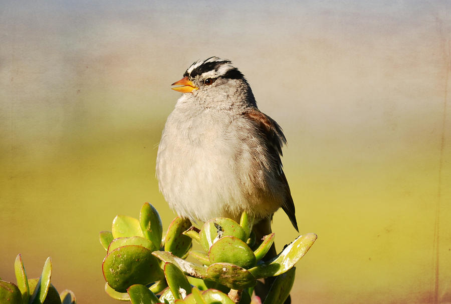 Sparrow Song 6 Photograph by Fraida Gutovich