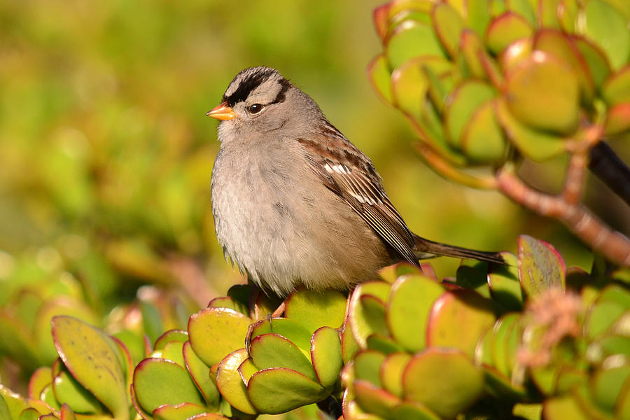 Sparrow Song 7 Photograph by Fraida Gutovich