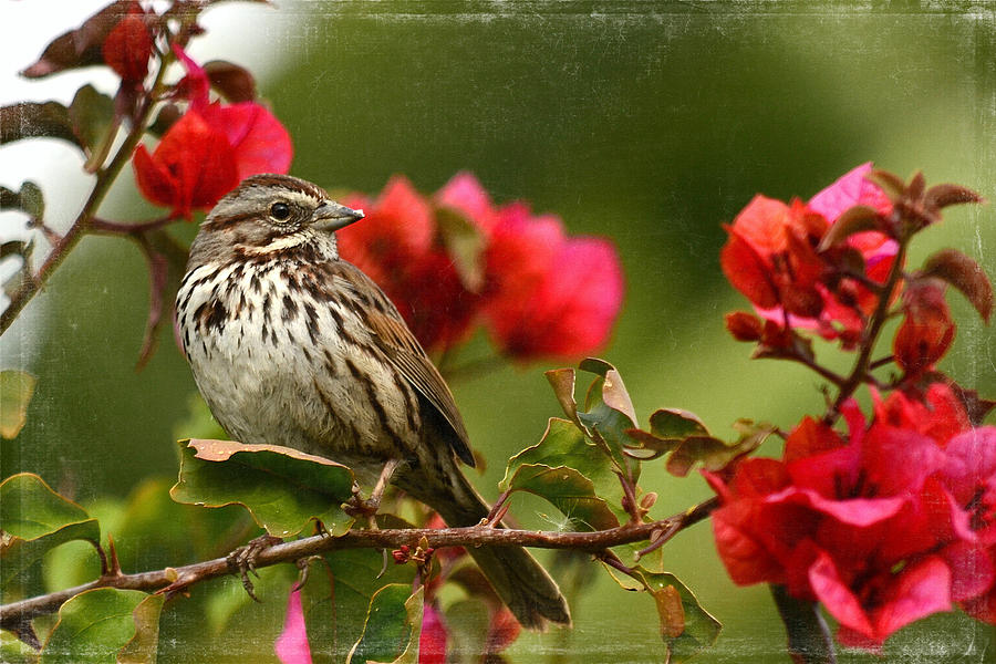 Sparrow Photograph - Sparrow Song 8 by Fraida Gutovich