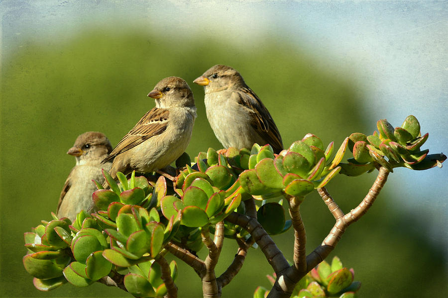 Sparrow Song Photograph by Fraida Gutovich