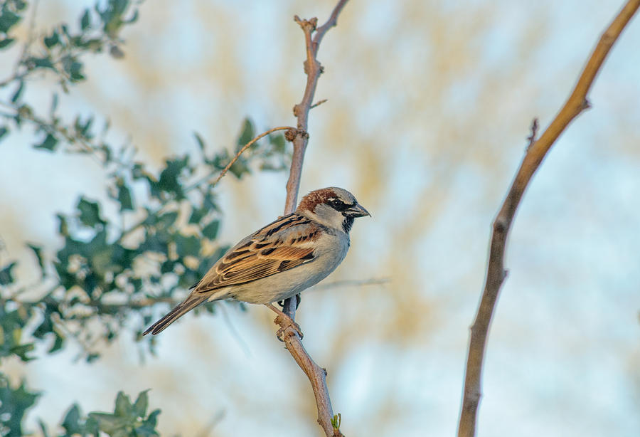 Sparrow Photograph by Tam Ryan