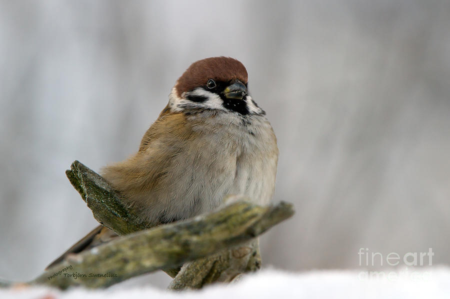 Sparrow Photograph by Torbjorn Swenelius