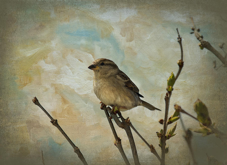 Sparrow Watching Photograph by Trudy Wilkerson