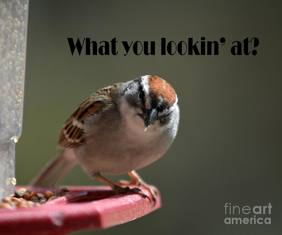 Bird Photograph - Sparrow with attitude... by Barb Dalton