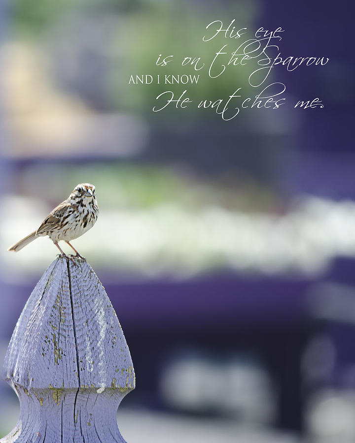 Sparrow Photograph - Sparrow With Text by Sharon Monett