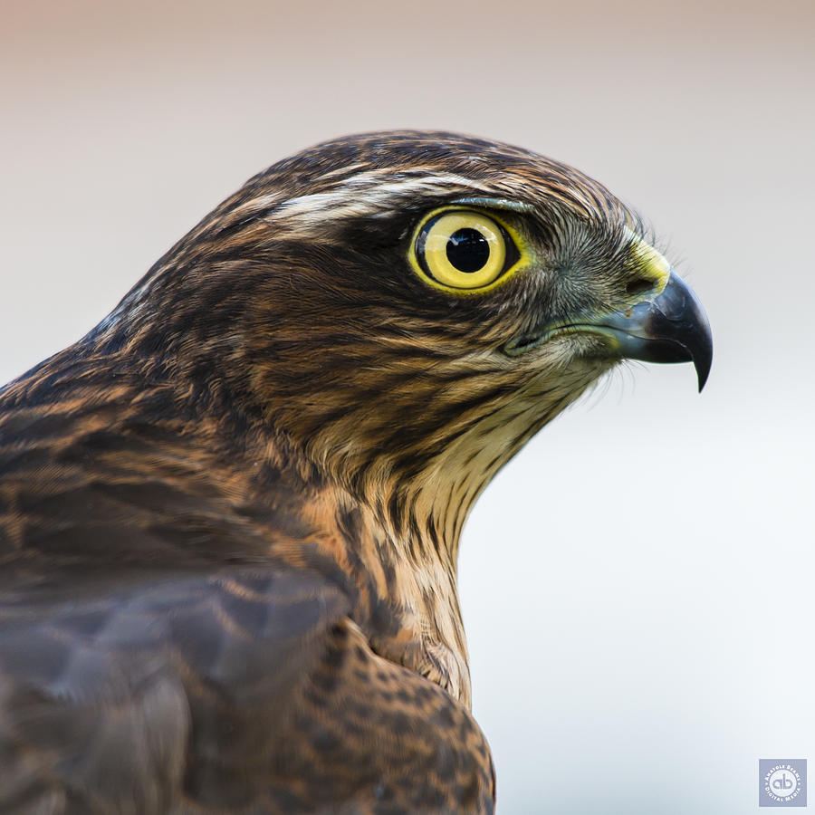Sparrowhawk Photograph by Anatole Beams