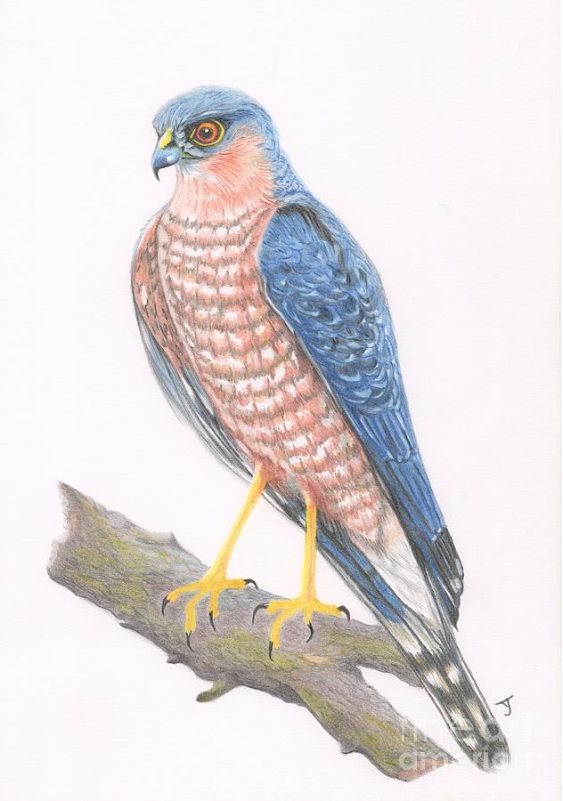 Sparrowhawk Drawing by Yvonne Johnstone