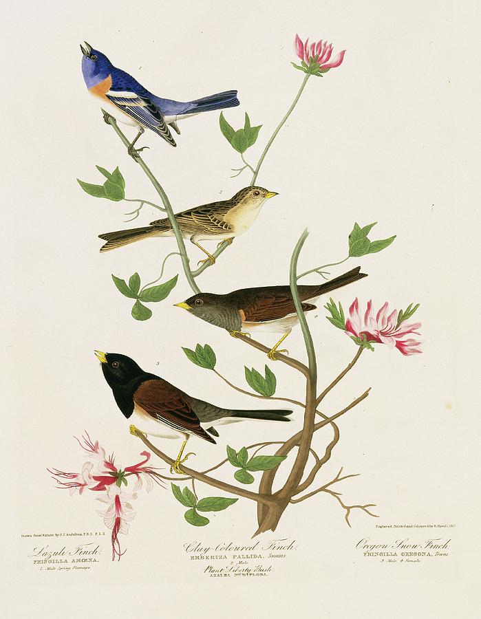 Sparrows And Bunting Photograph by Natural History Museum, London/science Photo Library