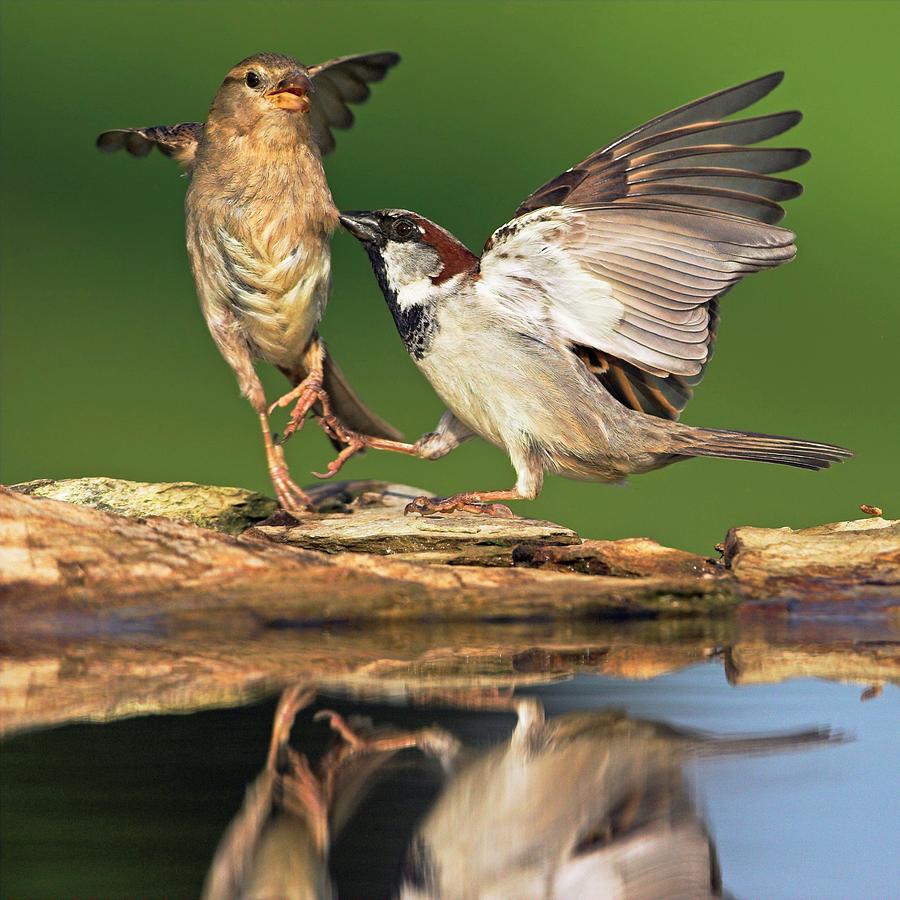 Sparrows Fighting Photograph by Bildagentur-online/mcphoto-schaef
