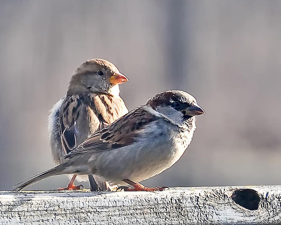 Sparrows Photograph by Gene Tatroe