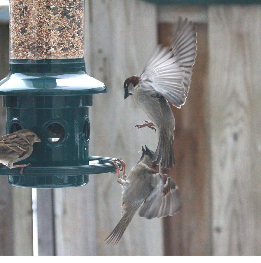Sparrows Photograph by Hugh McClean