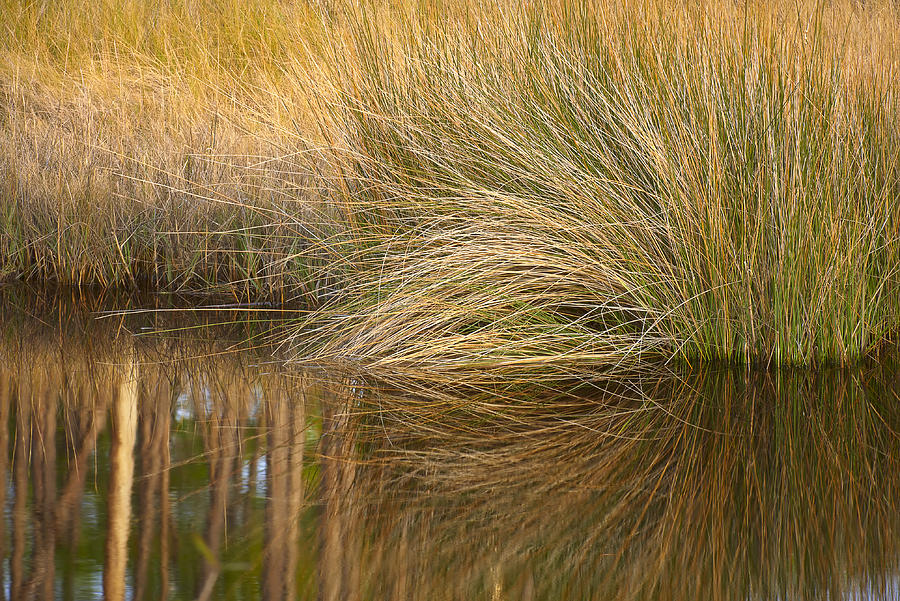 Spartina Grass  Photograph by Bill Chambers