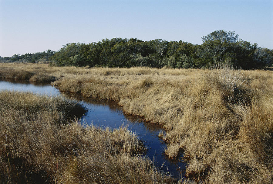 Spartina Marsh In Virginia Photograph by Carleton Ray
