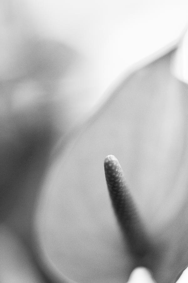 Spath Black and White Photograph by Bradley R Youngberg