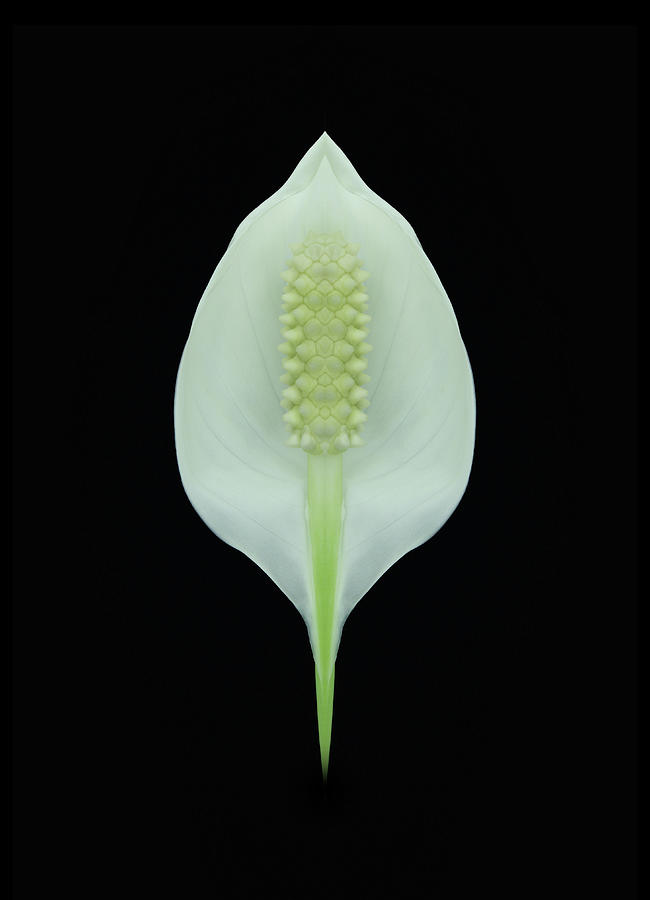 Spathiphyllum Black Background Photograph by Fuhito Kanayama Spathiphyllum Black Background Photograph by Fuhito Kanayama