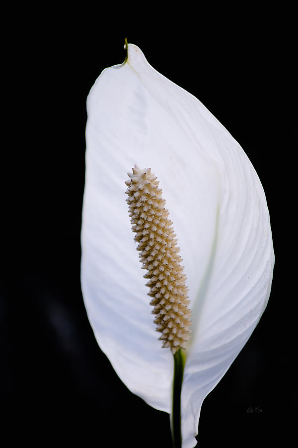 Spathiphyllum bloom Photograph by Eti Reid