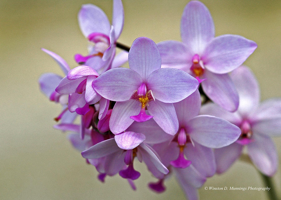 Spathoglottis Plicata Orchid Photograph by Winston D Munnings